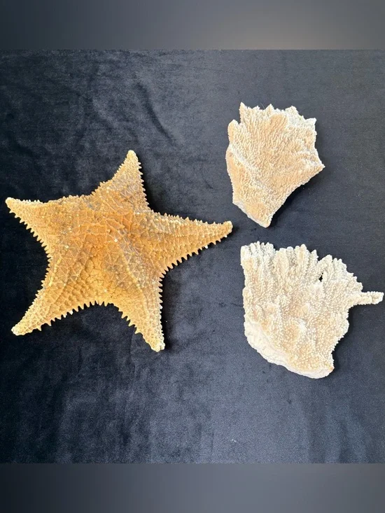 Collectible Natural Starfish and Coral Display - Golden and Cream - Picture 1 of 12